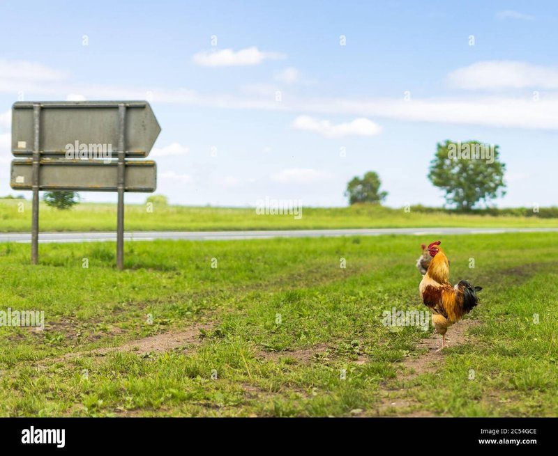 Chicken road nederland, chicken road gokkast