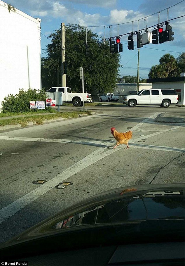 Juego chicken road, jugar chicken road